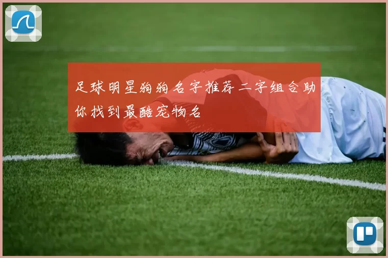 足球明星狗狗名字推荐二字组合助你找到最酷宠物名
